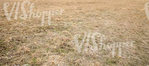 dry grass ground