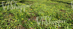 grass ground with spring flowers