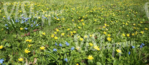 grass ground with spring flowers