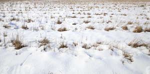 dry field in winter