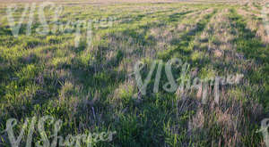 field of grass at sunset