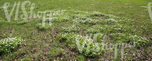 field of grass with spring flowers