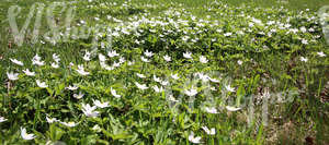 field of grass with spring flowers
