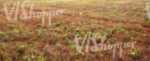 grassland