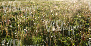 field of tall grass and dandelions at sunset