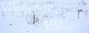 snow-covered ground with some plants