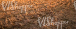 dry hay field at sunset