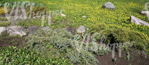 sloped park ground with stones and different plants