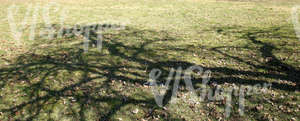 grass ground with dry leaves and tree shadows