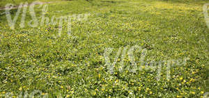 grass ground with spring flowers