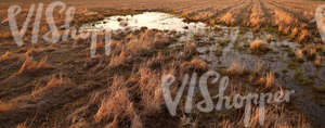 wet field in springtime at sunset