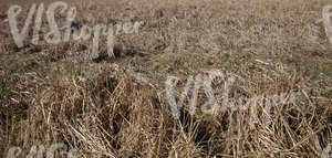 dry field of tall grass in springtime