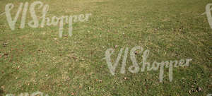 grass ground with dry leaves