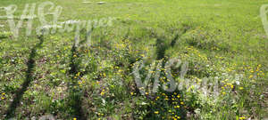 grass ground with spring flowers and tree shadows