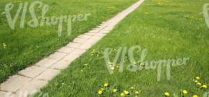 grass ground with a walkway and dandelions