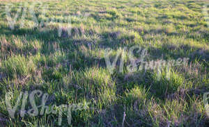 field of grass at sunset