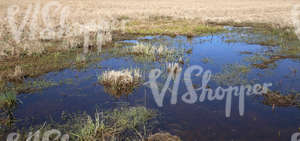 wet field in springtime