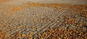 paved ground with autumn leaves