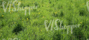 grass ground with dandelions