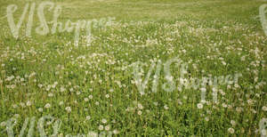 field of grass with dandelions