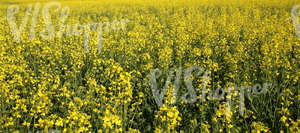 field of rapeseed flowers