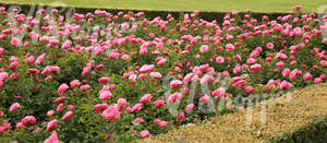 flowerbed of pink roses