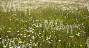 field of daisies