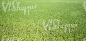 field of tall grass
