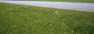 highway and tall grass in the foreground