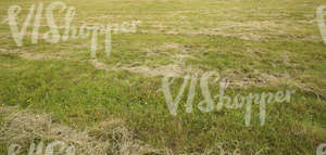 hay field with cut hay