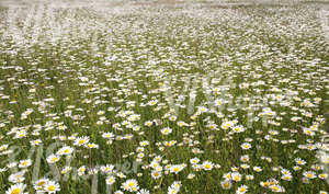 field of daisies