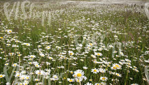 field of daisies