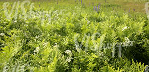 field of tall grass with ferns in the foreground