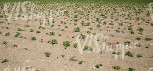 potato field