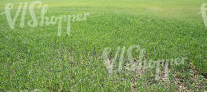 young green crop field