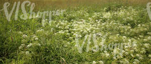 field of tall grass with yarrows in the foreground