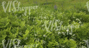 field of tall grass with a mixture of plants and flowers