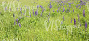 meadow with lupins
