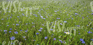 crop field with cornflowers