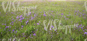 tall grass with purple bellflowers