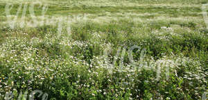 chamomile field