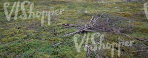 forest floor with fallen branches