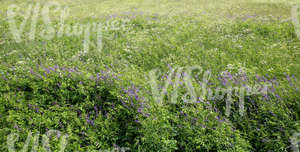 field of wild grass with a mixture of plants