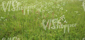 mixed plants on a meadow