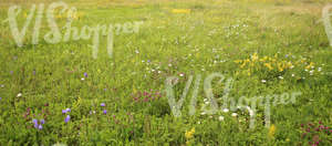 meadow with tall grass and wildflowers