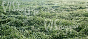 green crop field after a rainstorm