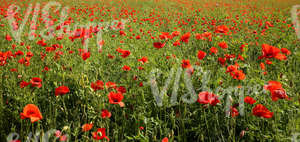 field of poppies and peas