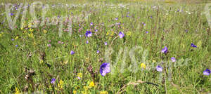 wildflowers on a meadow