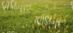 field of tall grass with yellow bedstraw