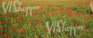 field of poppies and peas